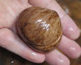 シェフ直伝!秋の味覚!簡単に炊ける栗ご飯作り方28写真