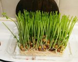 ☆豆苗の巣籠もりたまごとじ♪(^-^)作り方1写真