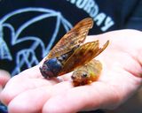 セミ煎餅作り方1写真