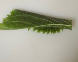 【基本】大葉の細切り作り方1写真