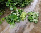 サツマイモ茎の下処理作り方11写真