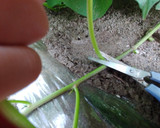 サツマイモ茎の下処理作り方12写真