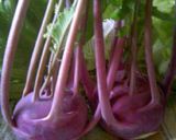 フレッシュ野菜レモンサラダ作り方4写真