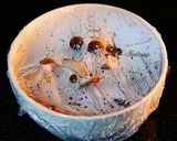 レンチン！甘辛さつまいもとしめじの豚丼作り方14写真