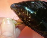 ✿フライパンで魚介のパエリア✿作り方1写真