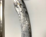 【基本】太刀魚の捌き方(三枚おろし)作り方1写真