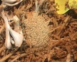 高野豆腐の味噌そぼろ作り方9写真