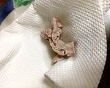 ご飯が進むレタスと冷しゃぶ作り方10写真