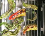 甘長ししとうの南蛮漬け作り方3写真