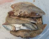 フライド“Ｓｅａ”チキン！？作り方3写真