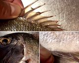 ＜左利きの方のための＞お魚刺身づくり作り方3写真