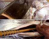 ＜左利きの方のための＞お魚刺身づくり作り方4写真