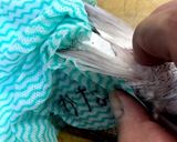 ＜左利きの方のための＞お魚刺身づくり作り方5写真