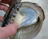 磯の香♪あわびのお刺身作り方5写真