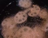 サクッとおつまみ✨レンコンの山椒のり作り方4写真