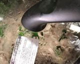 ニラ エノキ 豚こま切れ肉の酒蒸ししゃぶ作り方4写真