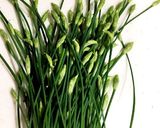 花にらのおかか和え作り方1写真