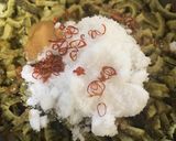 【私のための覚書】ゴーヤの佃煮作り方6写真
