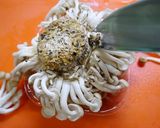 おからパウダー!ジャーマンポテトグラタン作り方3写真