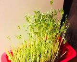 かきたま豆苗汁作り方1写真