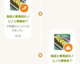海苔と青海苔のノリノリ卵焼き♡作り方21写真