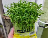 豆苗を塩こんぶとごま油で和えて作り方1写真