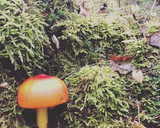 簡単！＊美味しい天然のタマゴタケのソテー作り方1写真