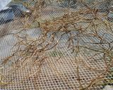 芋ずるの乾物作り方3写真