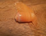 薔薇(バラ)茶漬け作り方2写真