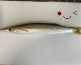 【基本】カマスの三枚おろし作り方1写真