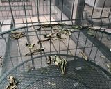 【大量消費！】お手軽に乾燥バジル♪作り方6写真