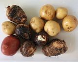 電子レンジで簡単♪茹で里芋と茹でじゃが芋作り方1写真