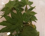 お赤飯です。作り方9写真