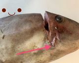 【基本】カワハギのさばき方(お刺身まで)作り方5写真