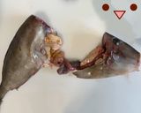 【基本】カワハギのさばき方(お刺身まで)作り方6写真