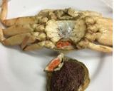せいこ蟹の食べ方（越前蟹のメス）作り方1写真