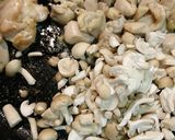 出汁炊き込みあと混ぜご飯作り方5写真