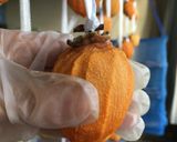 ★時短7日！色鮮やか干し柿の作り方作り方9写真