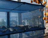 ★時短7日！色鮮やか干し柿の作り方作り方14写真