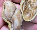 生落花生を茹でる作り方6写真