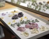 身近な花で作る宝石〜お花の砂糖漬け作り方7写真
