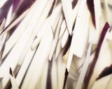 お年寄り絶讚シリーズ‼️さつまいも‼️作り方1写真