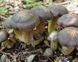 ハタケシメジの採集と保存方法作り方1写真