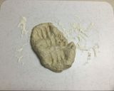 ポリ袋でライ麦くるみチーズちぎりパン♪作り方5写真