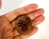 時短 HM 超簡単 ビニール袋でクッキー作り方11写真