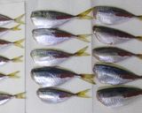 豆アジ釣ったら「マアジの南蛮漬け」だね♡作り方3写真