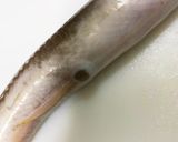 【簡単】誰でも出来るアナゴの捌き方作り方5写真