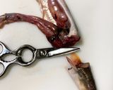 【簡単】誰でも出来るアナゴの捌き方作り方6写真