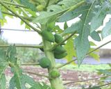 青パパイヤのビール漬け作り方4写真