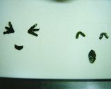 キャラ弁☆カエルちゃんおにぎり弁当♪作り方2写真